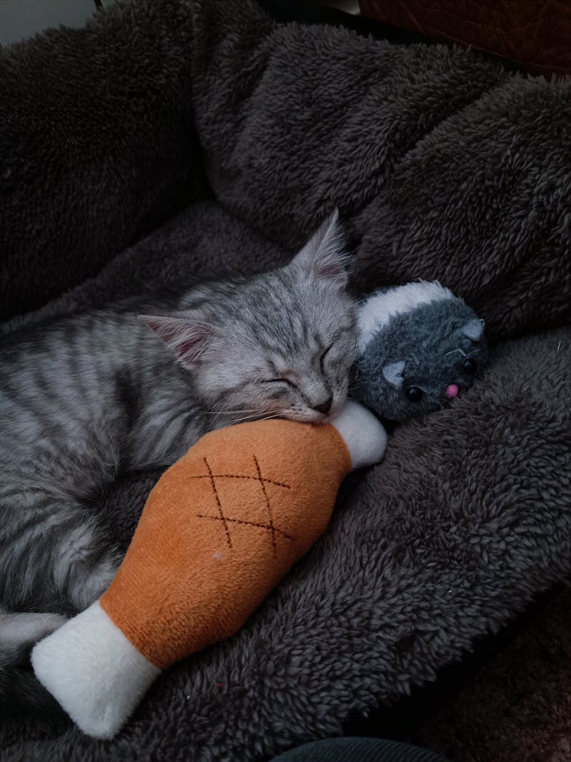 Grey Talking Tom Cat Toy